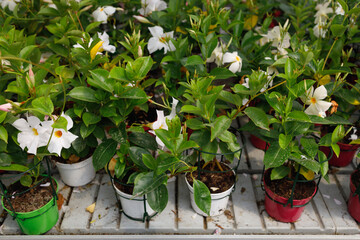 Many white dipladenia flowers in pots on greenhouse shelf