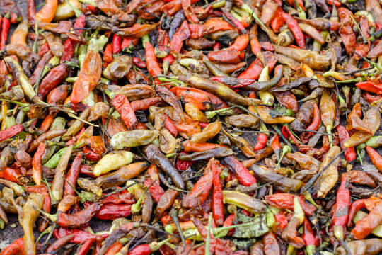 Rotten chili. This chili is rotten because of Pests and Diseases