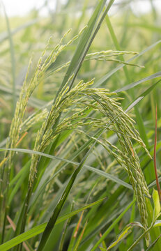 Paddy. Rice is an important plant that is a staple food because it contains nutrients that the body needs