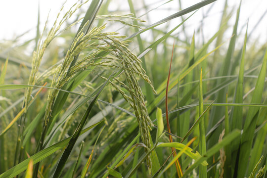 Paddy. rice plant is the basic ingredient of rice food