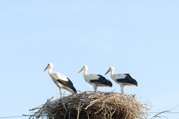 White stork on the nest in the spring