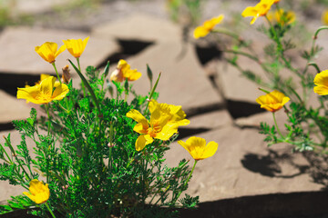 Yellow flowers of eschschscholzia minutiflora is growing on the orange stones. Closeup shot