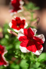 Red and white petunia flowers. Close up shot with several flowers blurred on the background