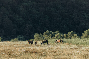 Horse on field. Summer sunset