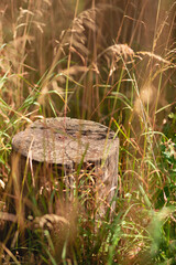 A dry stump surrounded with tall grass. Blurry in the front and the back. Green cereals around