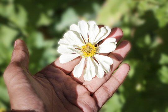Aesthetic white zinnia flower in hand