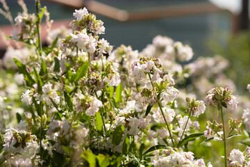 A full frame closeup of a bunch of white meadow flowers on green stems with a blurry background.