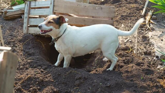 the dog senses the rodent's pest in the garden and digging the ground. Hunting dog breed Jack Russell Terrier in the yard. hunting instincts in animals.