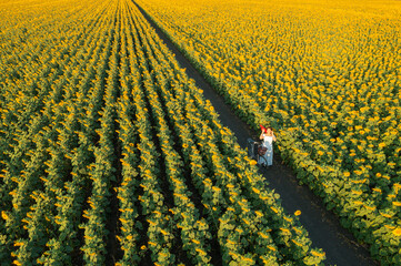 Aerial view. A young woman wearing a white dress and a red hat leads a bicycle walk among the vast and beautiful sunflower fields in the morning, Lopburi, Thailand. - 520963995