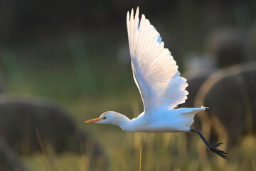 Cattle Egret Bubulcus ibis flying next to sheep herd on a meadow farm pasture in sunny evening, natural farm background