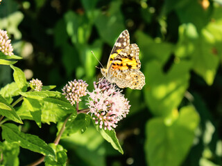 Orange butterfly in a green garden sits on a branch of a pink flower oregano, there is a forest on the background