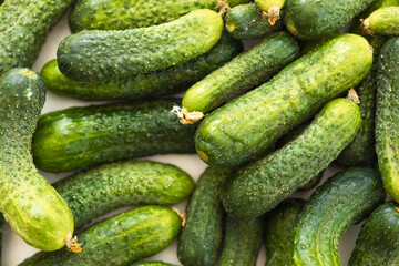 Fresh cucumber background. Green cucumbers