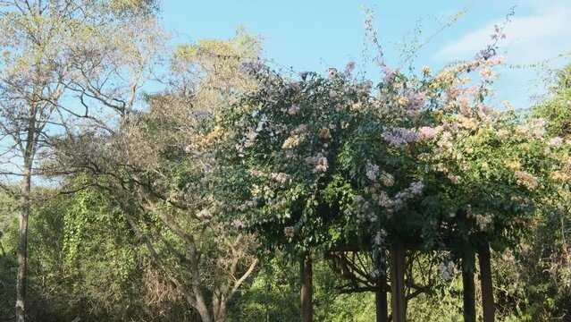 Bougainville Spectabilis, pink in the urban garden pergola shot miscellaneous movement