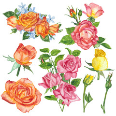 Watercolor roses flowers floral paint illustration with clipping parts isolated on white background.