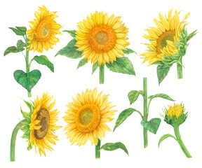 Watercolor yellow sunflower paint illustration with clipping parts isolated on white background.