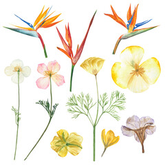 Watercolor flowers floral paint illustration with clipping parts isolated on white background.