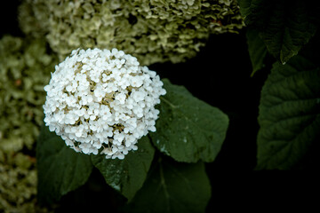 Schneeball-Hortensie