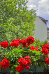 Fototapeta na wymiar Red geraniums growing in a pot on the balcony in Poland
