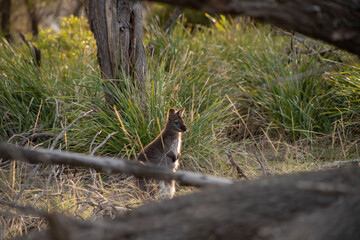 Cute and beautiful wild wallaby in a bush at Freycinet national park Tasmania Australia