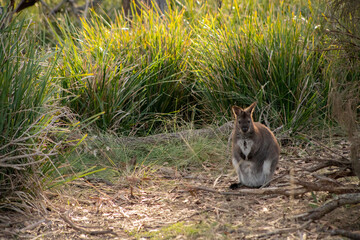 Cute and beautiful wild wallaby in a bush at Freycinet national park Tasmania Australia