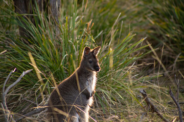 Cute and beautiful wild wallaby in a bush at Freycinet national park Tasmania Australia