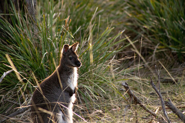 Cute and beautiful wild wallaby in a bush at Freycinet national park Tasmania Australia