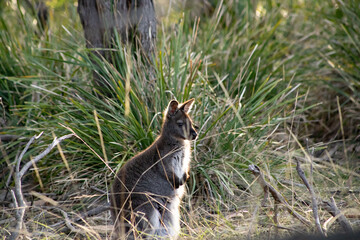 Cute and beautiful wild wallaby in a bush at Freycinet national park Tasmania Australia
