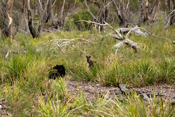 Cute and beautiful wild wallaby in a bush at Freycinet national park Tasmania Australia
