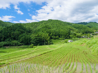 Fototapeta na wymiar A beautiful scene in a sunny Asian village in mid-summer, with rice paddies planted with bright green rice.