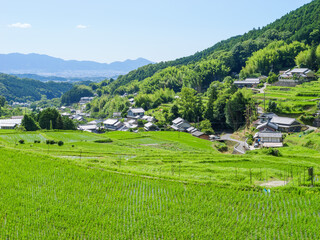 Fototapeta na wymiar A beautiful scene in a sunny Asian village in mid-summer, with rice paddies planted with bright green rice.