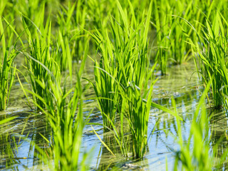 Rice seedlings planted in a paddy field in mid-summer in Japan, exuding vitality.