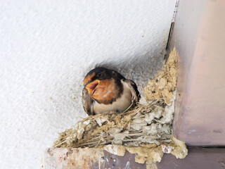 A swallow's nest on the back of a private house roof in the summer, with chicks before they leave the nest.