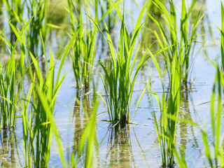 Obraz premium Rice seedlings planted in a paddy field in mid-summer in Japan, exuding vitality.