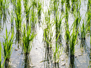 Obraz premium Rice seedlings in a midsummer paddy field, illuminated by the powerful evening light.