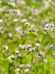 Japanese rice paddies at dusk, Harjion flowers glowing orange in the setting sun