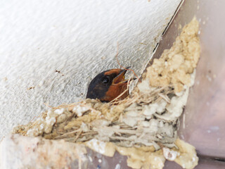 A swallow's nest on the back of a private house roof in the summer, with chicks before they leave the nest.