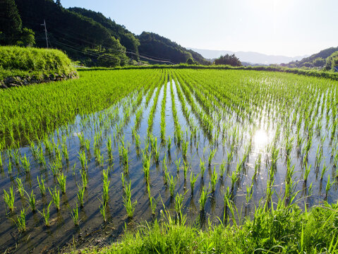 Asian summer farm village, rice paddies and rice seedlings in the sunlight