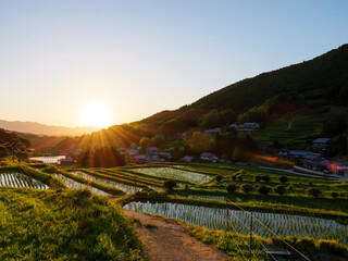 Paddy fields and rice seedlings illuminated by the bright red sunset on a summer evening in Asia.