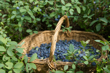 Basket full of fresh ripe blueberries
