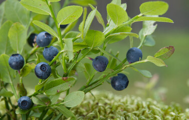 Bush of wild blueberry with ripe blue berries in the forest.