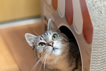 ダンボール箱から顔を出す猫　サバトラ猫