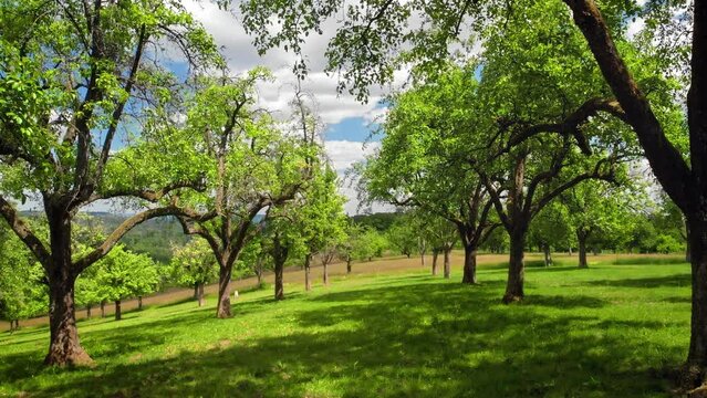 Moving through rows of trees in a green orchard, a tranquil smooth footage of an idyllic rural landscape
