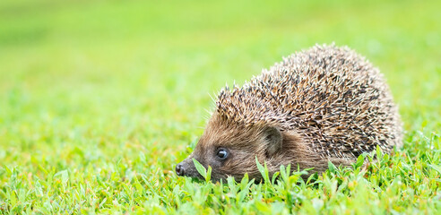 hedgehog on the grass