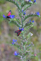 Fototapeta premium Zygène