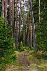 las, Polska, Mazury, lato, wakacje, drzewa, puszcza