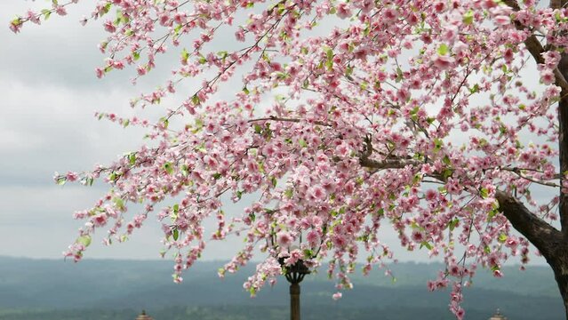 Cherry blossom tree with blue sky