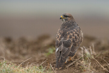 Buzzard Buteo buteo sitting on ground, autumn field background, portrait, closeup