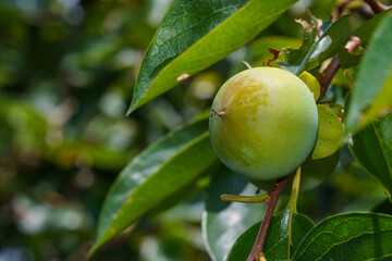 まだまだ青い柿の実