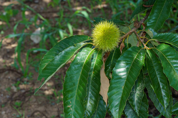 毬栗がお大きくなてもう少しで収穫の栗の木