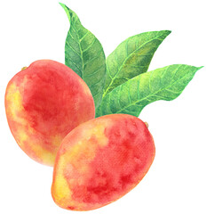 マンゴー　アップルマンゴー　葉　水彩画